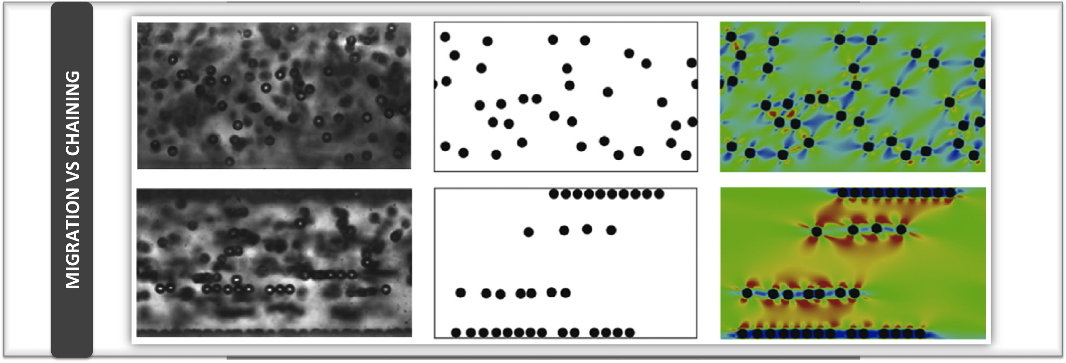 The competition between particle migration and chaining phenomena in a sheared viscoelastic fluid is analyzed by experiments and simulations