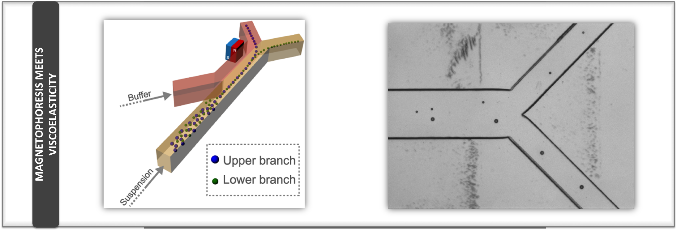 Viscoelastic focusing improves the deflection of magnetic beads in a H-shaped microchannel