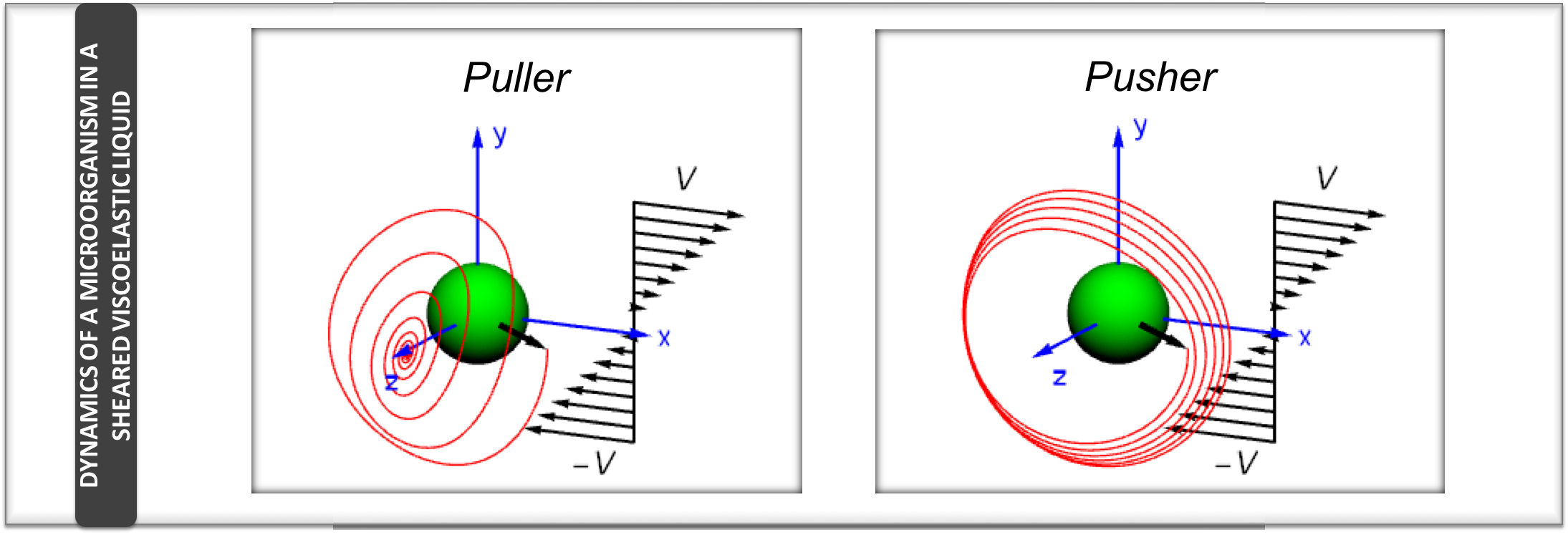 Dynamics of a squirmer suspended in a viscoelastic liquid in shear flow